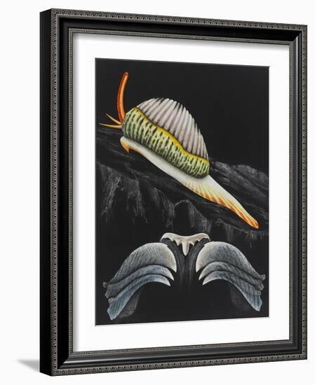 Spotted Cowrie-Philip Henry Gosse-Framed Giclee Print