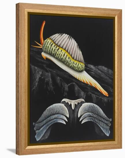 Spotted Cowrie-Philip Henry Gosse-Framed Premier Image Canvas