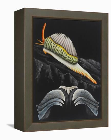 Spotted Cowrie-Philip Henry Gosse-Framed Premier Image Canvas