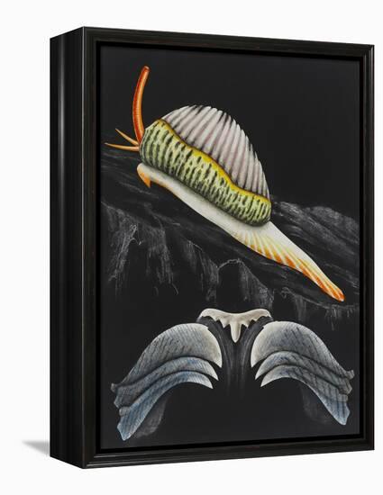 Spotted Cowrie-Philip Henry Gosse-Framed Premier Image Canvas