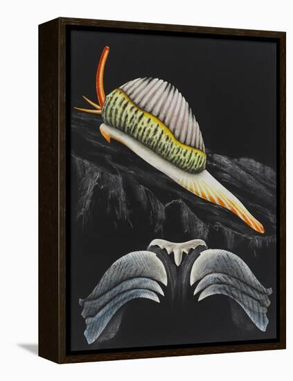 Spotted Cowrie-Philip Henry Gosse-Framed Premier Image Canvas