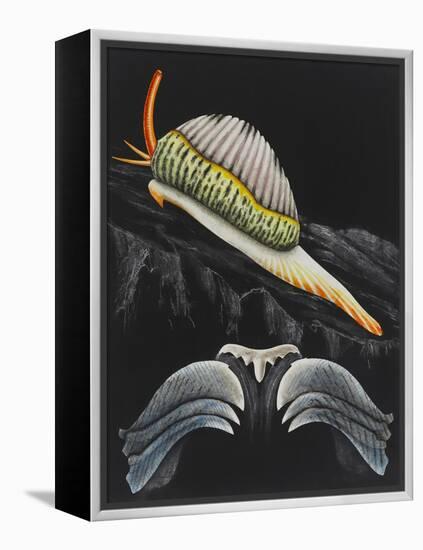 Spotted Cowrie-Philip Henry Gosse-Framed Premier Image Canvas