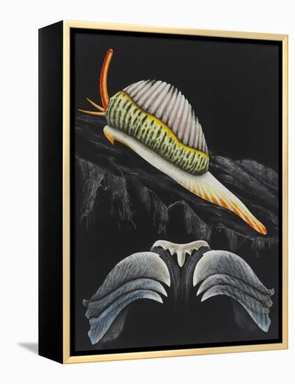 Spotted Cowrie-Philip Henry Gosse-Framed Premier Image Canvas