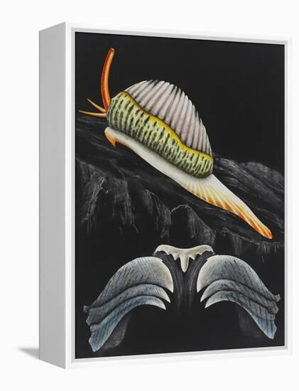 Spotted Cowrie-Philip Henry Gosse-Framed Premier Image Canvas