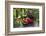 Spotted Crockery and Berries on Old Garden Bench-Andrea Haase-Framed Photographic Print