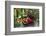 Spotted Crockery and Berries on Old Garden Bench-Andrea Haase-Framed Photographic Print