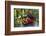 Spotted Crockery and Berries on Old Garden Bench-Andrea Haase-Framed Photographic Print