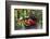 Spotted Crockery and Berries on Old Garden Bench-Andrea Haase-Framed Photographic Print