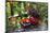 Spotted Crockery and Berries on Old Garden Bench-Andrea Haase-Mounted Photographic Print