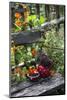 Spotted Crockery and Berries on Old Garden Bench-Andrea Haase-Mounted Photographic Print