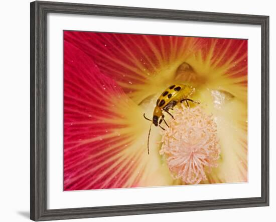 Spotted Cucumber Beetle on Hybrid Daylily-Adam Jones-Framed Photographic Print