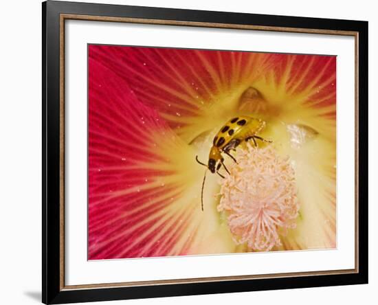 Spotted Cucumber Beetle on Hybrid Daylily-Adam Jones-Framed Photographic Print