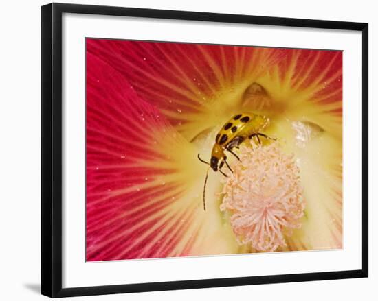 Spotted Cucumber Beetle on Hybrid Daylily-Adam Jones-Framed Photographic Print