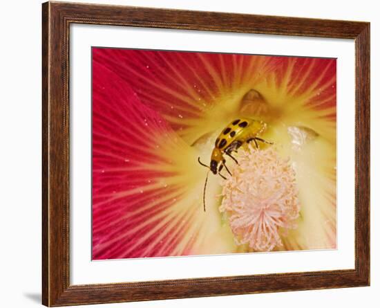 Spotted Cucumber Beetle on Hybrid Daylily-Adam Jones-Framed Photographic Print