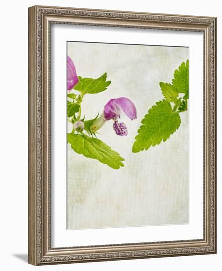 Spotted Deadnettle, Lamium Maculatum, Leaves, Green, Blossom, Pink, Rose-Axel Killian-Framed Photographic Print