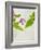 Spotted Deadnettle, Lamium Maculatum, Leaves, Green, Blossom, Pink, Rose-Axel Killian-Framed Photographic Print