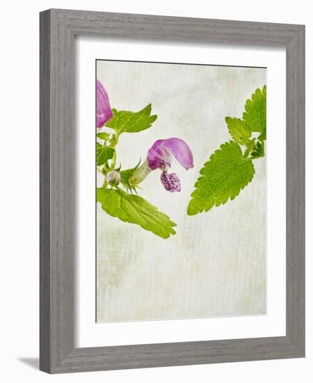 Spotted Deadnettle, Lamium Maculatum, Leaves, Green, Blossom, Pink, Rose-Axel Killian-Framed Photographic Print