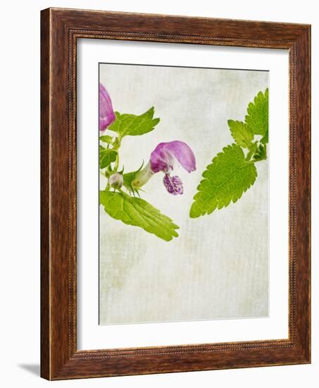 Spotted Deadnettle, Lamium Maculatum, Leaves, Green, Blossom, Pink, Rose-Axel Killian-Framed Photographic Print