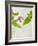 Spotted Deadnettle, Lamium Maculatum, Leaves, Green, Blossom, Pink, Rose-Axel Killian-Framed Photographic Print