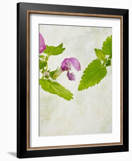 Spotted Deadnettle, Lamium Maculatum, Leaves, Green, Blossom, Pink, Rose-Axel Killian-Framed Photographic Print