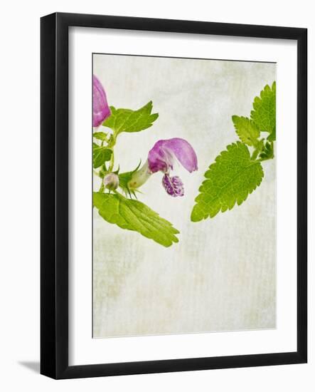 Spotted Deadnettle, Lamium Maculatum, Leaves, Green, Blossom, Pink, Rose-Axel Killian-Framed Photographic Print