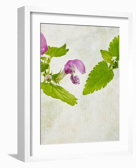 Spotted Deadnettle, Lamium Maculatum, Leaves, Green, Blossom, Pink, Rose-Axel Killian-Framed Photographic Print