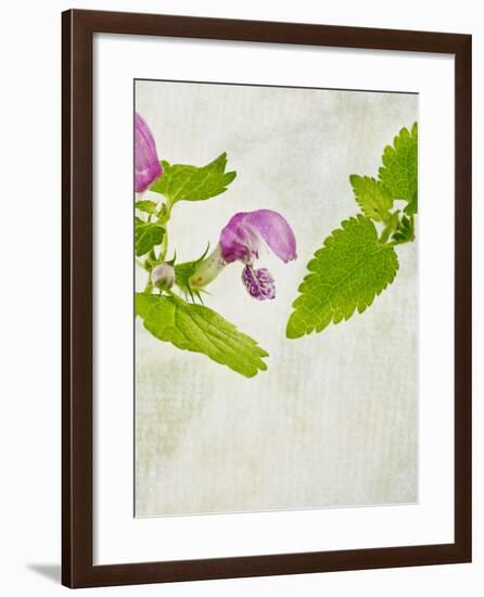 Spotted Deadnettle, Lamium Maculatum, Leaves, Green, Blossom, Pink, Rose-Axel Killian-Framed Photographic Print