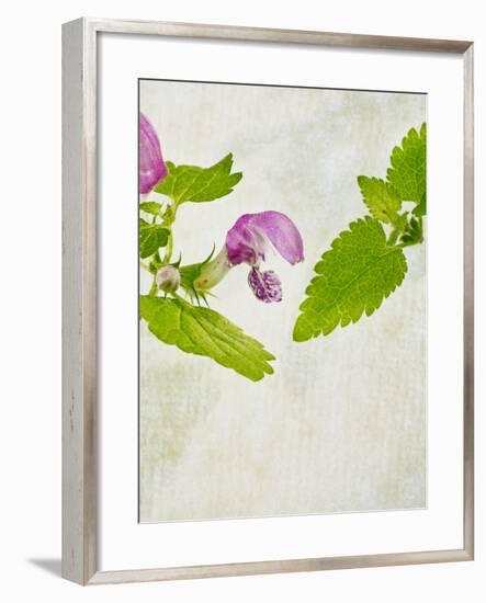 Spotted Deadnettle, Lamium Maculatum, Leaves, Green, Blossom, Pink, Rose-Axel Killian-Framed Photographic Print