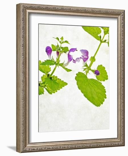 Spotted Deadnettle, Lamium Maculatum, Leaves, Green, Blossom, Pink, Rose-Axel Killian-Framed Photographic Print