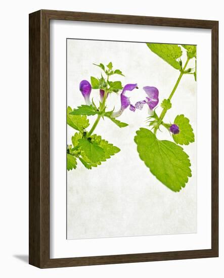 Spotted Deadnettle, Lamium Maculatum, Leaves, Green, Blossom, Pink, Rose-Axel Killian-Framed Photographic Print