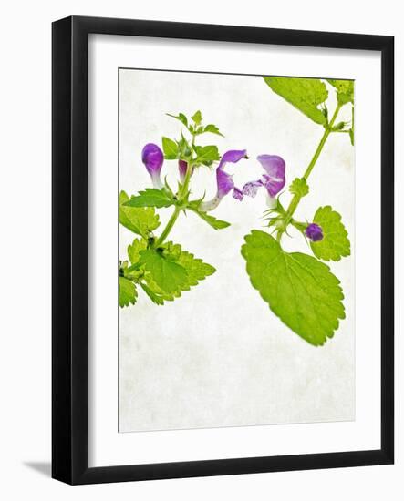 Spotted Deadnettle, Lamium Maculatum, Leaves, Green, Blossom, Pink, Rose-Axel Killian-Framed Photographic Print