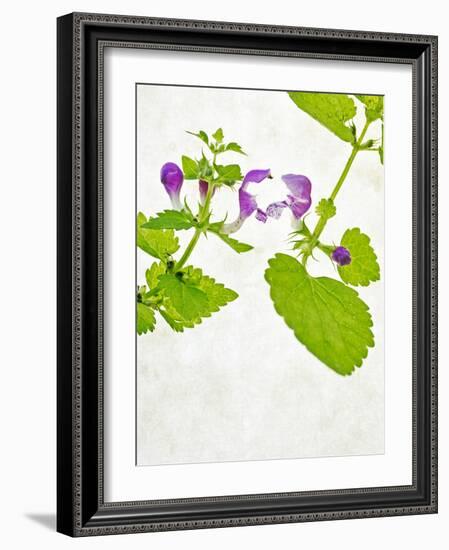 Spotted Deadnettle, Lamium Maculatum, Leaves, Green, Blossom, Pink, Rose-Axel Killian-Framed Photographic Print