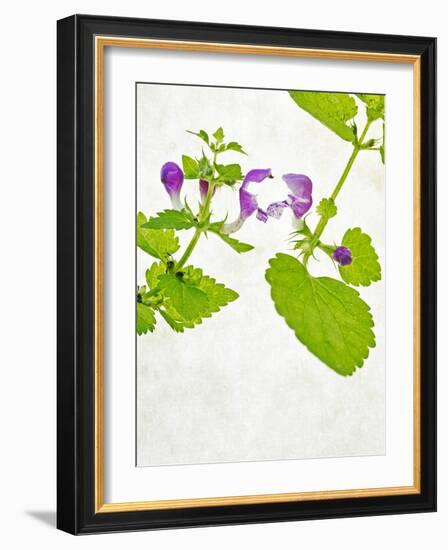 Spotted Deadnettle, Lamium Maculatum, Leaves, Green, Blossom, Pink, Rose-Axel Killian-Framed Photographic Print