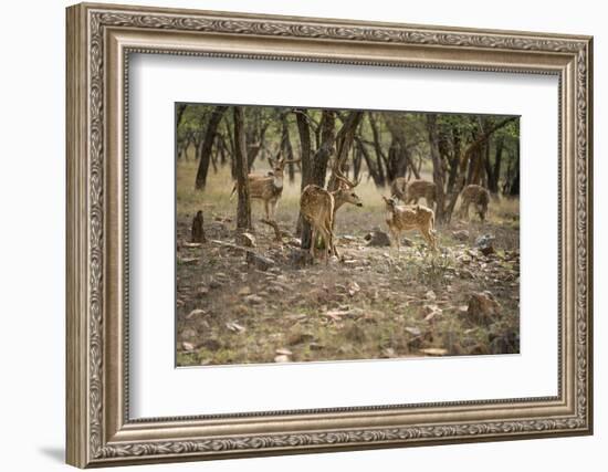 Spotted Deer (Cheetal) (Chital Deer) (Axis Deer) (Axis Axis), Ranthambhore, Rajasthan, India-Janette Hill-Framed Photographic Print