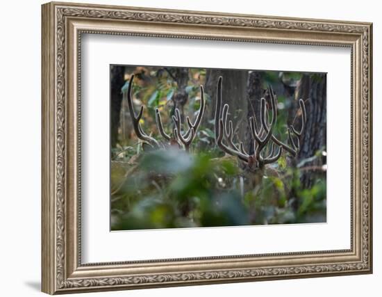 spotted deer herd in the forest, with just their antlers visible-karine aigner-Framed Photographic Print