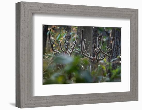 spotted deer herd in the forest, with just their antlers visible-karine aigner-Framed Photographic Print