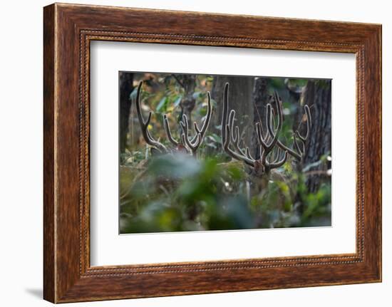 spotted deer herd in the forest, with just their antlers visible-karine aigner-Framed Photographic Print