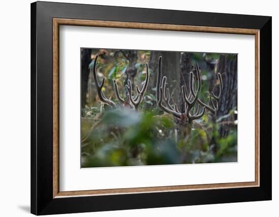 spotted deer herd in the forest, with just their antlers visible-karine aigner-Framed Photographic Print