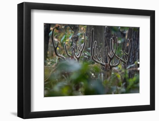 spotted deer herd in the forest, with just their antlers visible-karine aigner-Framed Photographic Print