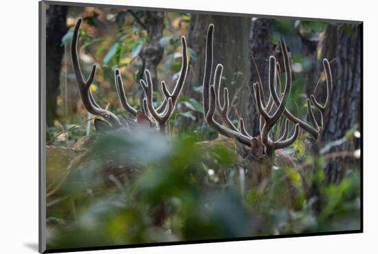 spotted deer herd in the forest, with just their antlers visible-karine aigner-Mounted Photographic Print