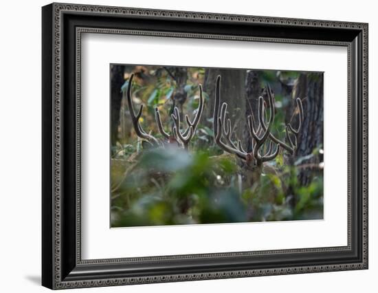 spotted deer herd in the forest, with just their antlers visible-karine aigner-Framed Photographic Print