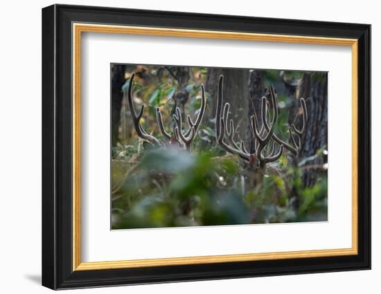 spotted deer herd in the forest, with just their antlers visible-karine aigner-Framed Photographic Print