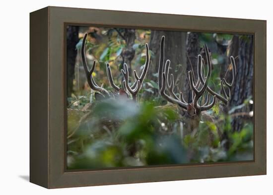 spotted deer herd in the forest, with just their antlers visible-karine aigner-Framed Premier Image Canvas