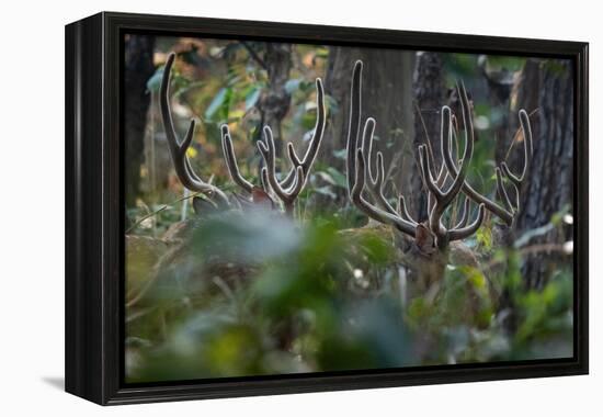 spotted deer herd in the forest, with just their antlers visible-karine aigner-Framed Premier Image Canvas