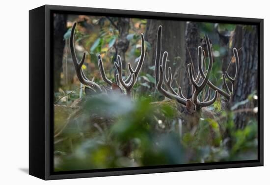 spotted deer herd in the forest, with just their antlers visible-karine aigner-Framed Premier Image Canvas