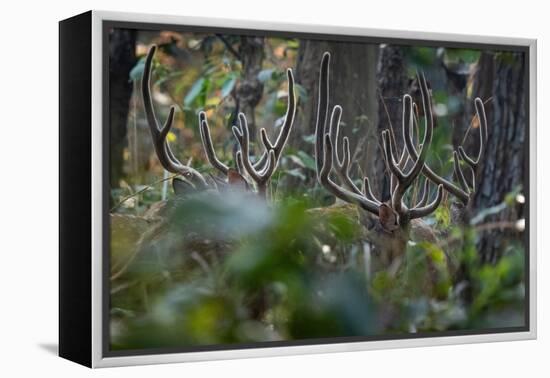 spotted deer herd in the forest, with just their antlers visible-karine aigner-Framed Premier Image Canvas