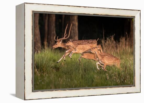 spotted deer, small herd leaping through grass, nepal-karine aigner-Framed Premier Image Canvas