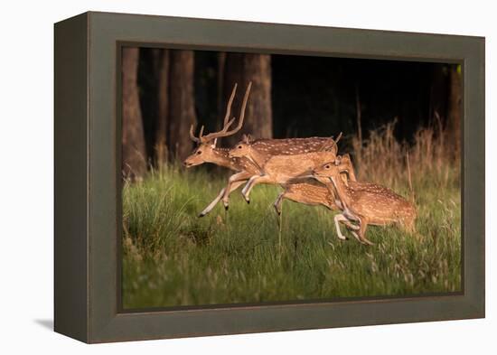 spotted deer, small herd leaping through grass, nepal-karine aigner-Framed Premier Image Canvas