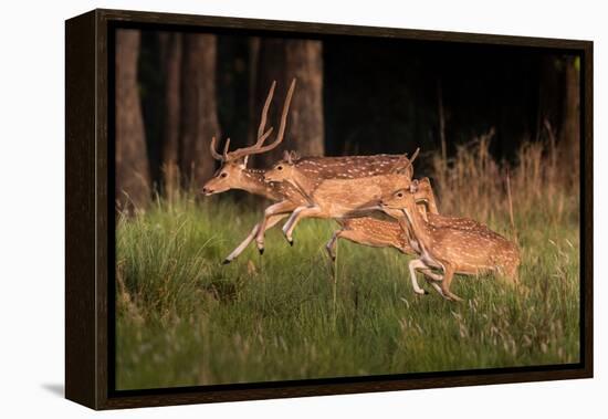 spotted deer, small herd leaping through grass, nepal-karine aigner-Framed Premier Image Canvas