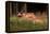 spotted deer, small herd leaping through grass, nepal-karine aigner-Framed Premier Image Canvas